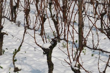 Verschneite Weinreben